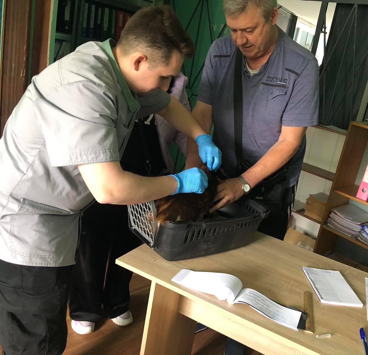 Вакцинувати безкоштовно домашнього улюбленця проти сказу можна до кінця травня: Новини Харкова